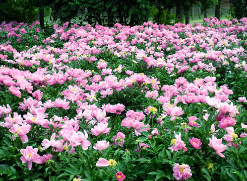 芍药赏花旅游节将于5月6日在山东菏泽曹州牡