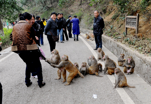 黔灵山公园:猴子"称霸" 游客害怕(图)