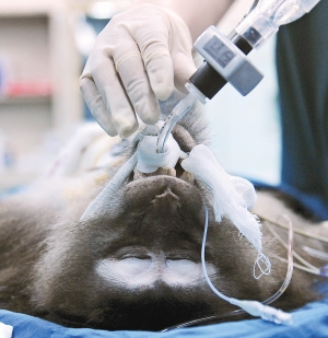 我国实施世界首例猪猴间肝移植