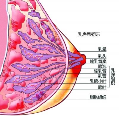 女星朱莉切除乳腺为防癌症 教你了解预防乳腺癌