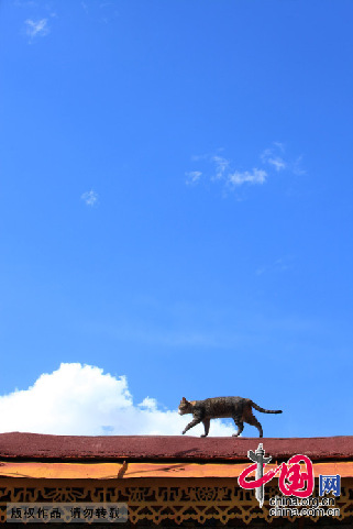 一只小猫从寺院墙垣走过。中国网记者 杨佳摄影 