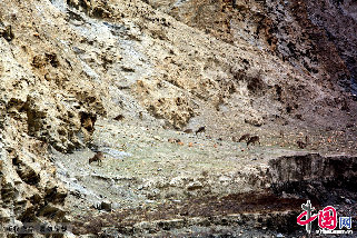 记者偶遇野生岩羊，岩羊毛色与山体完全融为一体。中国网记者 杨佳摄影