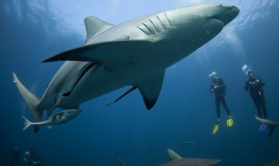 摄影师实拍潜水员喂食鲨鱼被包围[组图]