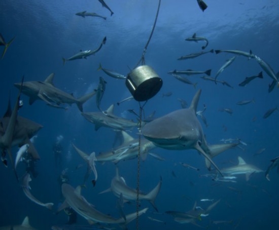 摄影师实拍潜水员喂食鲨鱼被包围[组图]