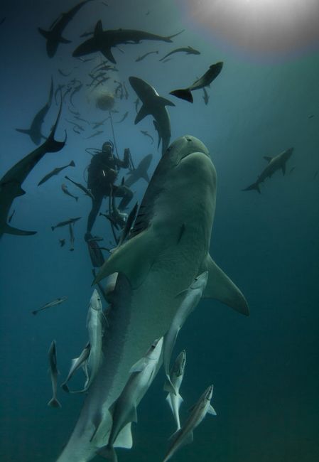 摄影师实拍潜水员喂食鲨鱼被包围[组图]
