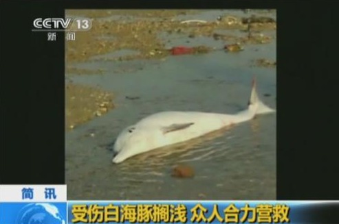海豚搁浅图片
