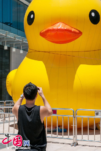 2013年5月30日，一只与香港维港的“大黄鸭”神似的小黄鸭出现在深圳南山宝能太古城，市民争相围观拍照。中国网图片库 邓飞 摄