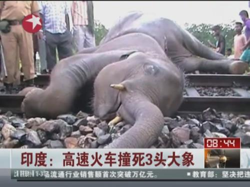 印度：高速火车撞死3头大象