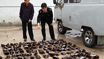海关破获全国最大熊掌走私案 轮胎藏213只熊掌