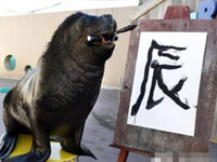 日本海狮老师擅长书法