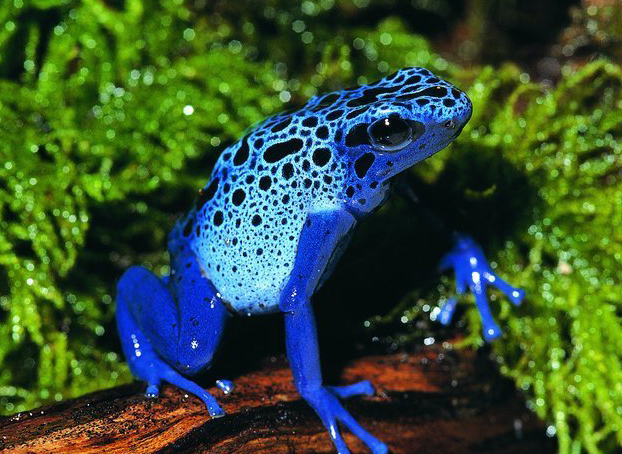 英国实验室培育珍稀蓝色箭毒蛙