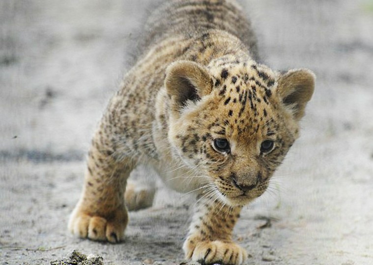 俄動物園成功孕育三隻“獅虎混血兒”