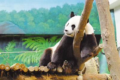 大陆赠台大熊猫"圆圆"出现疑似怀孕表征