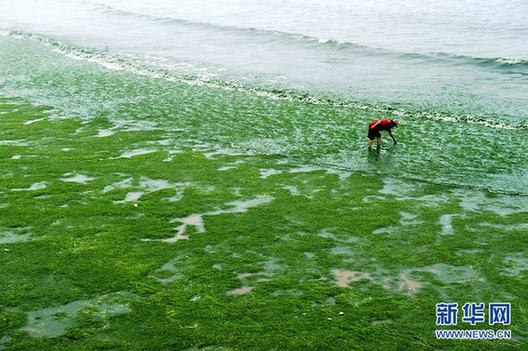 浒苔绿藻登陆青岛海滩