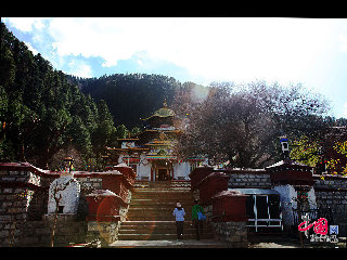 喇嘛岭寺位于西藏林芝地区所在地八一镇东南三十公里处的森林包围的山坳里。喇嘛岭寺的金顶与翠绿的松柏交相辉映。 中国网 杨佳 摄