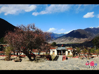 喇嘛岭寺位于西藏林芝地区所在地八一镇东南三十公里处的森林包围的山坳里。喇嘛岭寺的金顶与翠绿的松柏交相辉映。 中国网 杨佳 摄