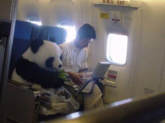 我能跟熊貓一起坐飛機嗎？