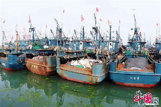 2013年7月9日，停泊在山东青岛积米崖渔港休渔的渔船。 中国网图片库 俞方平摄影