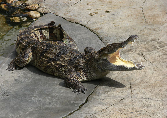 武汉动物园鳄鱼遭游客黑手:8条中4条被砸死