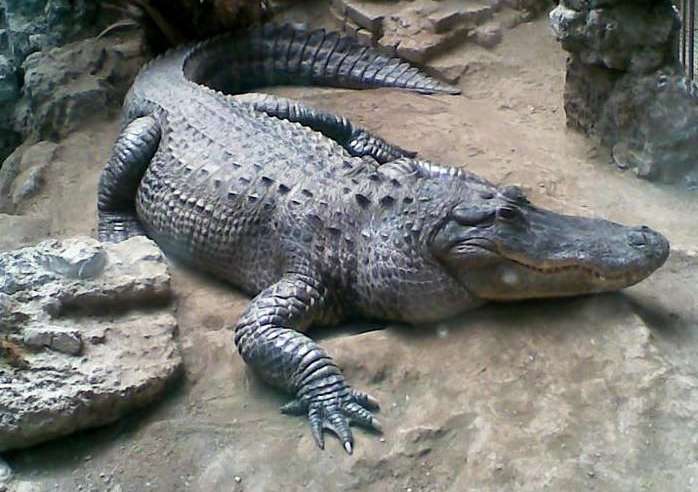 武汉九峰森林动物园:8条鳄鱼被游客砸死4条