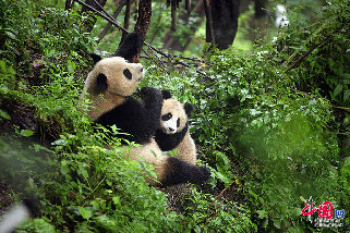 思雪和2012年出生的熊猫幼仔。 （15日拍摄，卧龙供图）