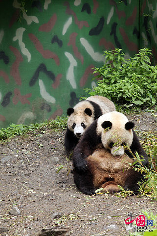 龙欣和2012年出生熊猫幼仔。 （15日拍摄，卧龙供图）