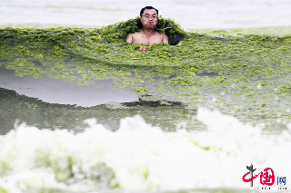 2013年7月18日，青島，人們在“綠潮”中游泳，時常會被滸苔纏繞起來。  中國網圖片庫 王海濱 攝影