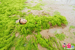 2013年7月18日，青岛，一个用浒苔“包裹”自己的男孩。  中国网图片库 王海滨 摄影