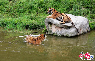7月21日，安徽黄山虎林园的东北虎在水中纳凉消暑。  中国网图片库 施广德摄影