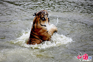 7月21日，安徽黄山虎林园的东北虎在水中纳凉消暑。 中国网图片库 施广德摄影