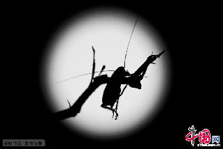 2013年7月23日，海南琼海市一只蟑螂在月光下爬行。中国网图片库 蒙钟德摄