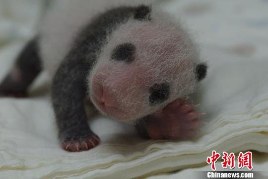 台北大猫熊宝宝“圆仔”两周多来成长迅速。 台北市立动物园提供 摄