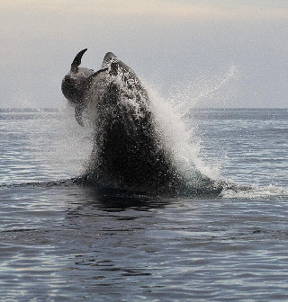 为了美味的食物，捕食者通常会费尽心思、穷追不舍。英国《每日邮报》7月24日就刊登了这样一组虎鲸捕获海豚的照片。在照片中可以看到，这只虎鲸跃到高空中扑向它的美餐——一只海豚。