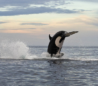 墨西哥虎鲸捕食海豚 狂追2小时终得手。