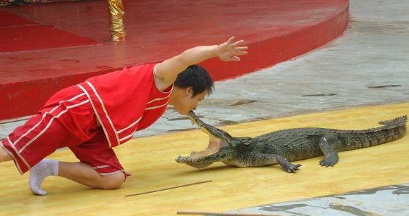 泰国鳄鱼表演失控表演者鳄口逃生