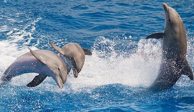 鱼 水中动物 动物素描 哺乳动物 海豚 动物手绘