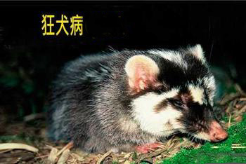 台湾鼬獾感染狂犬病病例已新增至12例