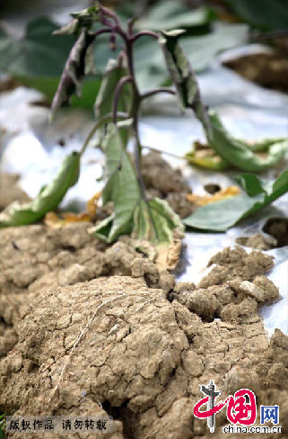 8月1日，贵州紫云自治县因干旱而死去的茄苗。中国网图片库 卢维/摄