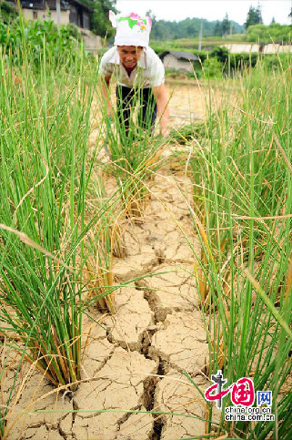 8月3日，黔东南州台江县革一乡西南村望坪6组一名妇女将干枯绝收的水稻割下来喂牛。摄影：中国网图片库 杨超 