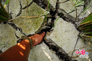 8月2日，凯里市三棵树镇格细村平寨组农田受干旱的稻田。摄影：中国网图片库 杨超