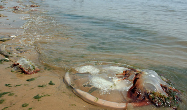 北戴河现巨大水母搁浅海滨浴场