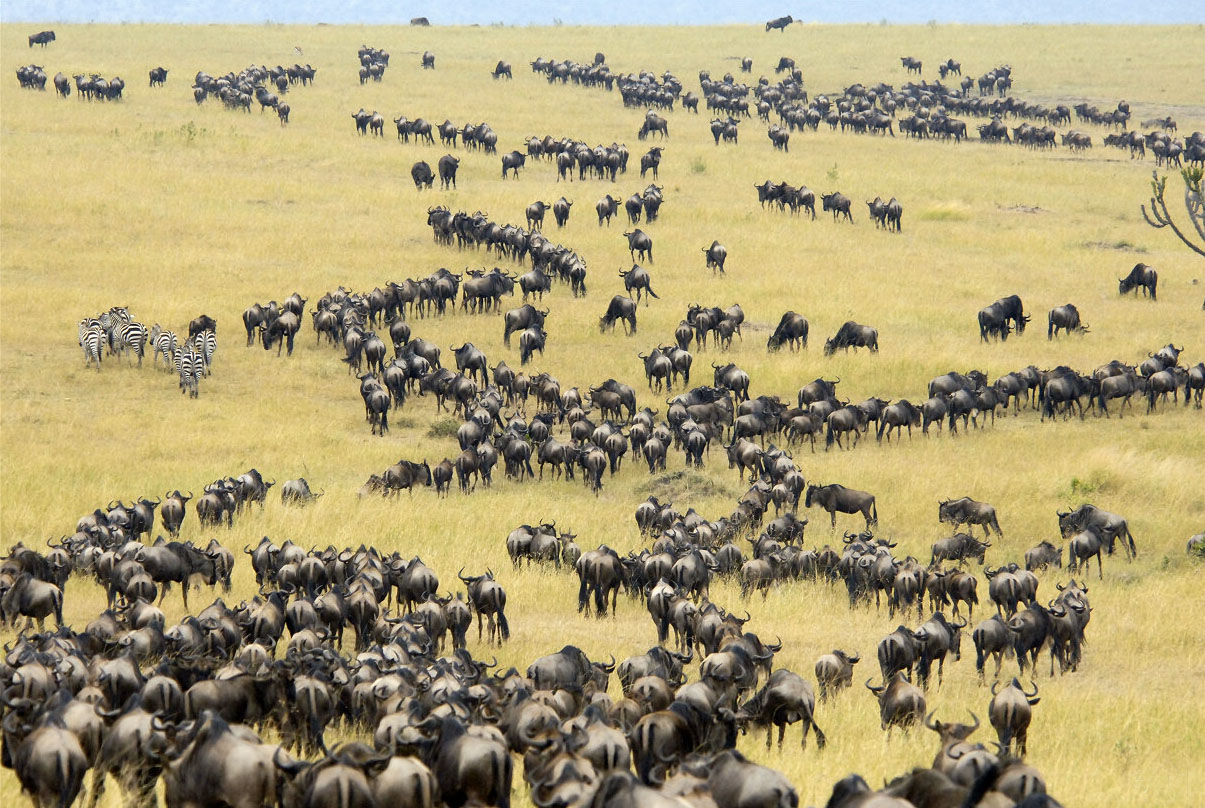 东非野生动物大迁徙:大迁徙提前 影响马赛人畜
