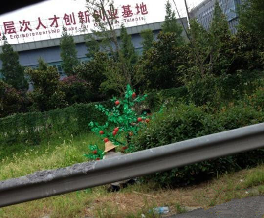 南京机场高速两旁种“假树” 已连夜移除
