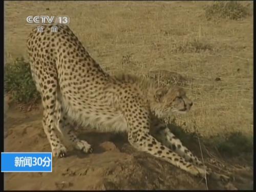 东非野生动物大迁徙：猎豹母子的午后游戏