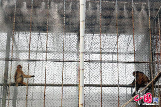 2013年8月11日，江苏苏州动物园的智能化喷雾系统正式启用，该系统首先安装在金丝猴笼舍内，可根据气温情况分时段自动控制喷雾，为动物避暑降温。据了解，这是苏州动物园首次引进智能化喷雾系统。图为金丝猴在安装了防暑喷雾的笼舍内玩耍。中国网图片库 王建康摄影