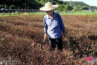 2013年8月13日，武义县俞源乡下杨二村大片茶叶被持续晴热高温烤干，只有砍掉当柴烧。 中国网图片库 张建成 摄