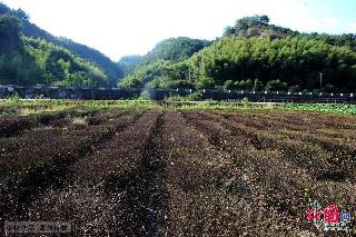 2013年8月13日，浙江武义县俞源乡下杨二村大片茶叶被持续晴热高温烤干，只有砍掉当柴烧。 中国网图片库 张建成 摄