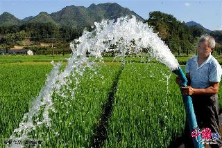 2013年8月13日，武义县俞源乡下杨二村组织四台水泵为400多亩正在抽穗的单季稻抽水抗旱。 中国网图片库 张建成 摄