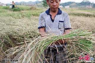 2013年8月13日，湖南省涟源市桥头河镇大范村农户张分龙看着干死的一季晚稻发呆。中国网图片库 张扬摄