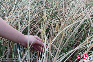 2013年8月13日，湖南省涟源市桥头河镇大范村干死的一季晚稻。中国网图片库 张扬摄